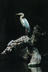 Great Blue Heron, Log