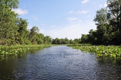 Wekiva River 15