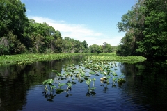 Wekiva River - Hyacinths