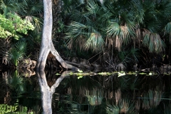 Morning Reflection on the Wekiva River