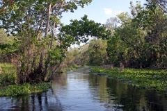Wekiva River 2