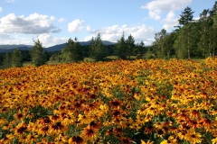 Wildflowers 2, New Hampshire