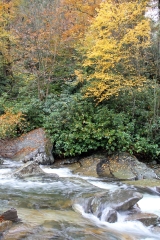 Fall Color on the River, Smokies, Tennessee
