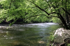 Spring Day on the Little River, Smokies, Tennessee