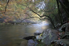 October Morning on the Little River, Smokies, Tennessee