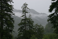 Smoky Mountain Mist, Tennessee