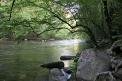 Spring Morning on the Little River, Smokies, Tennessee