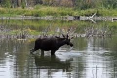 Moose, Tetons, Wyoming